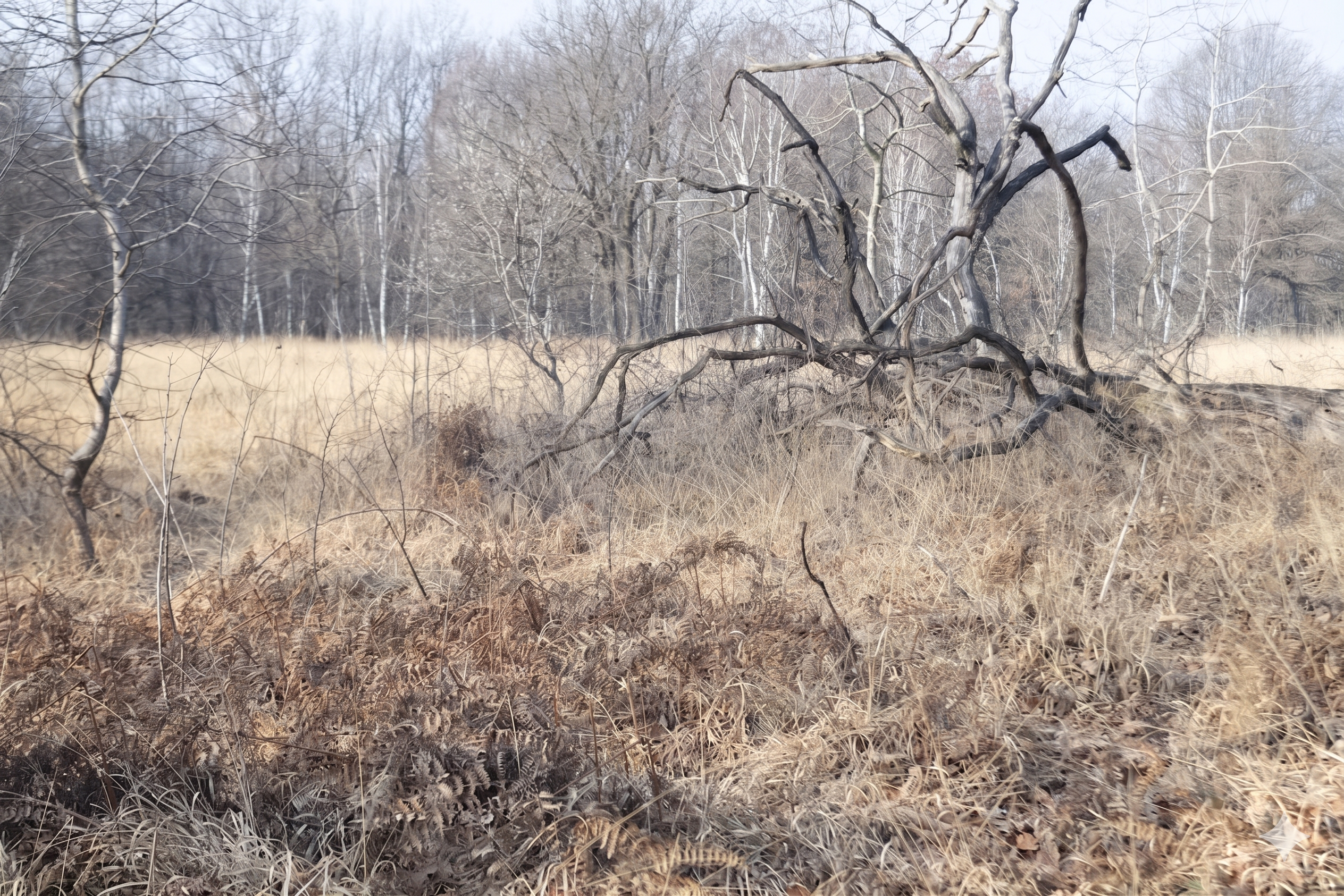 Pre-clearing site